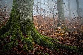 Hilfe für den Wald