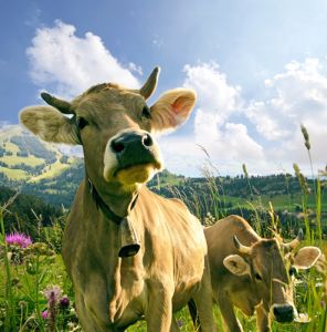 Wir unterstützen die Albert Schweitzer Stiftung für unsere Mitwelt! (Kopie) Dr. Jacob's setzt sich für Tiere, Menschen und Umwelt ein